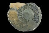 Cut Pyritized Ammonite (Pleuroceras) Fossil Pair - Germany #125373-1